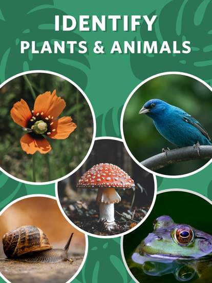 Seek by iNaturalist